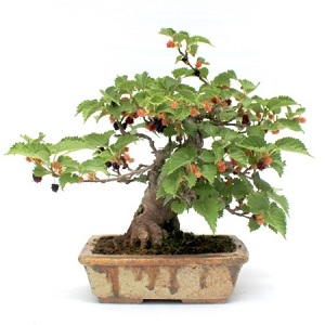 kulteri bonsai fak bonsai kertbe bonsai gyujtemenybe is a marczika bonsai kerteszet kinalatabol